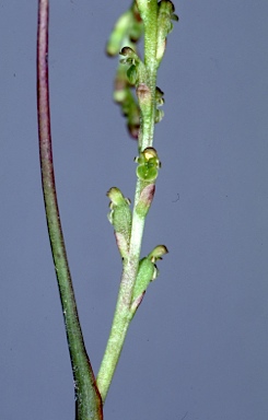 APII jpeg image of Hydrorchis orbicularis  © contact APII