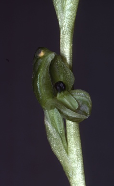 APII jpeg image of Pterostylis bicolor  © contact APII