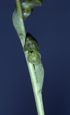 APII jpeg image of Pterostylis cycnocephala  © contact APII