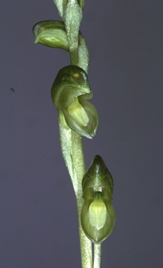 APII jpeg image of Pterostylis mutica  © contact APII