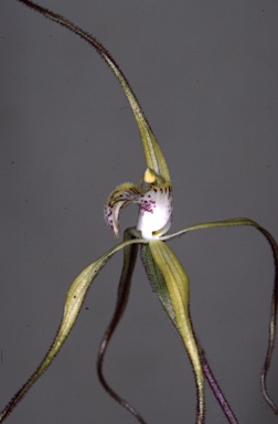 APII jpeg image of Caladenia polychroma  © contact APII