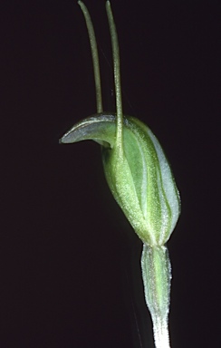 APII jpeg image of Pterostylis karri  © contact APII