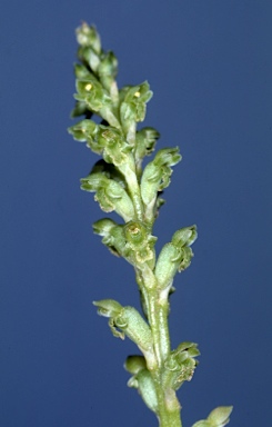 APII jpeg image of Microtis unifolia  © contact APII