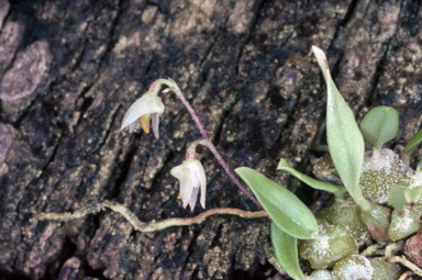 APII jpeg image of Bulbophyllum argyropus  © contact APII