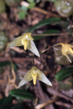 APII jpeg image of Bulbophyllum exiguum  © contact APII