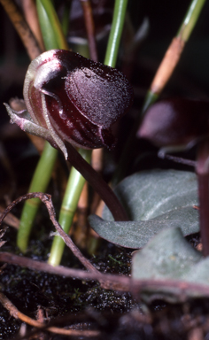 APII jpeg image of Corybas unguiculatus  © contact APII