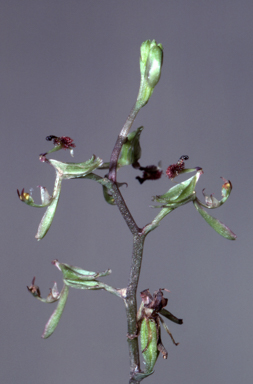 APII jpeg image of Arthrochilus rosulatus  © contact APII