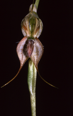 APII jpeg image of Pterostylis cobarensis  © contact APII