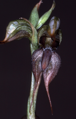 APII jpeg image of Pterostylis lingua  © contact APII