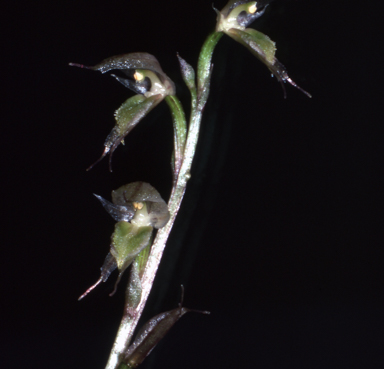 APII jpeg image of Acianthus fornicatus  © contact APII