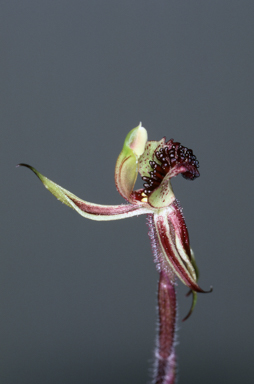 APII jpeg image of Caladenia actensis  © contact APII