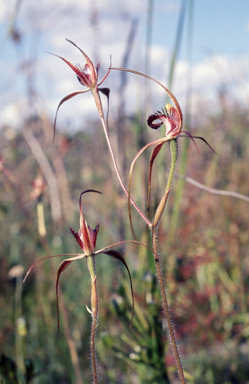 APII jpeg image of Caladenia arenicola  © contact APII