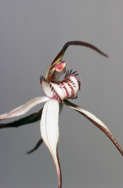 APII jpeg image of Caladenia patersonii  © contact APII