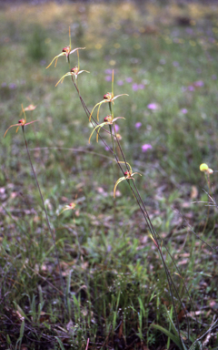 APII jpeg image of Caladenia pectinata  © contact APII