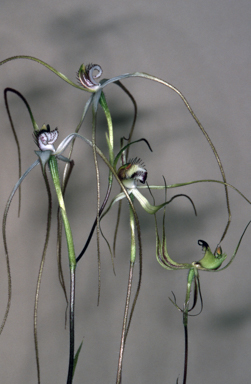 APII jpeg image of Caladenia longicauda x falcata  © contact APII