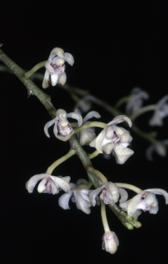 APII jpeg image of Brachypeza archytas  © contact APII