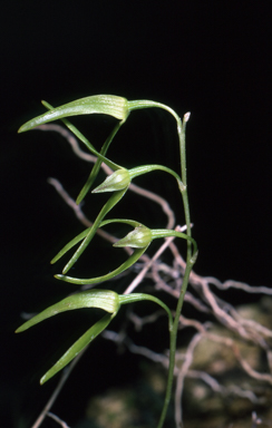 APII jpeg image of Bulbophyllum elisae  © contact APII