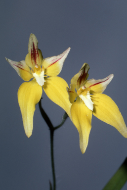 APII jpeg image of Caladenia flava  © contact APII