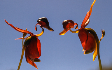 APII jpeg image of Caleana major  © contact APII