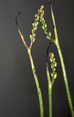 APII jpeg image of Microtis orbicularis  © contact APII