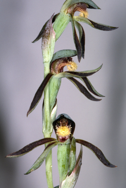 APII jpeg image of Lyperanthus serratus  © contact APII