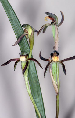 APII jpeg image of Lyperanthus serratus  © contact APII