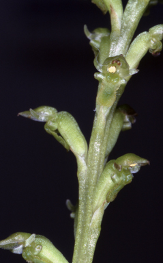 APII jpeg image of Microtis brownii  © contact APII