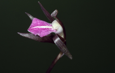 APII jpeg image of Nervilia uniflora  © contact APII