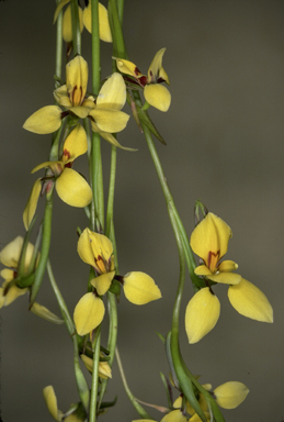 APII jpeg image of Diuris emarginata  © contact APII