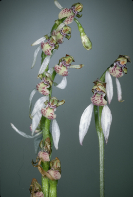 APII jpeg image of Eriochilus multiflorus subsp. multiflorus  © contact APII