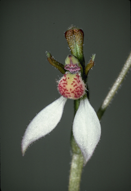 APII jpeg image of Eriochilus cucullatus  © contact APII