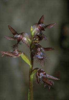 APII jpeg image of Corunastylis morrisii  © contact APII