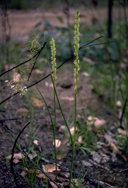 APII jpeg image of Prasophyllum elatum  © contact APII