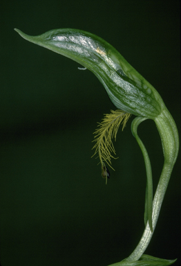 APII jpeg image of Plumatichilos plumosum  © contact APII