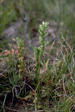 APII jpeg image of Hymenochilus cycnocephalus  © contact APII