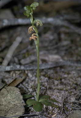 APII jpeg image of Hymenochilus muticus  © contact APII