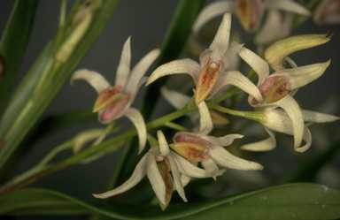 APII jpeg image of Australorchis carrii  © contact APII