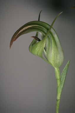 APII jpeg image of Pterostylis baptistii  © contact APII