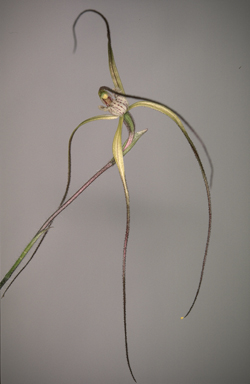 APII jpeg image of Jonesiopsis denticulata subsp. media  © contact APII