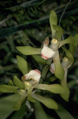 APII jpeg image of Sarcochilus olivaceus  © contact APII