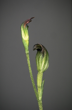 APII jpeg image of Speculantha parviflora aff  © contact APII