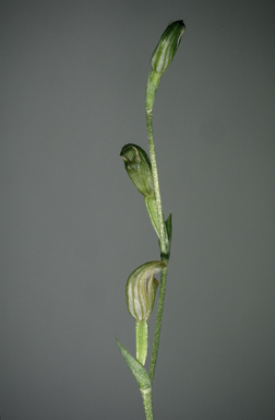 APII jpeg image of Speculantha parviflora  © contact APII