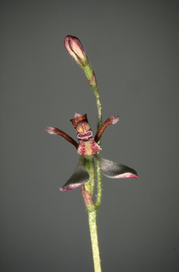 APII jpeg image of Eriochilus petricola  © contact APII