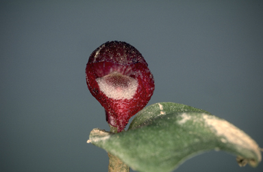 APII jpeg image of Corybas undulatus  © contact APII