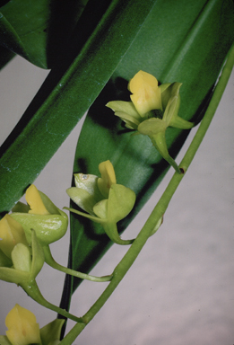 APII jpeg image of Australorchis monophylla  © contact APII
