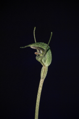 APII jpeg image of Eremorchis allantoidea  © contact APII