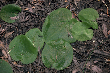 APII jpeg image of Cyrtostylis huegelii  © contact APII