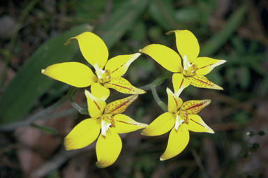 APII jpeg image of Caladenia flava  © contact APII