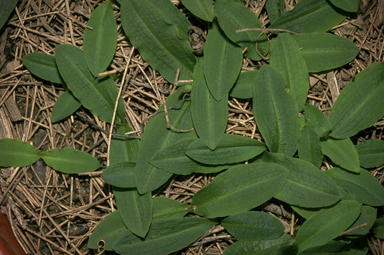 APII jpeg image of Chiloglottis trapeziformis  © contact APII