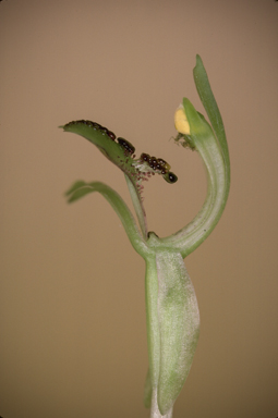 APII jpeg image of Chiloglottis truncata  © contact APII